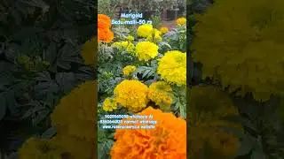 fantastic collections for your gardens colourful marigold varieties#reels#tamil#plants#youtube#new