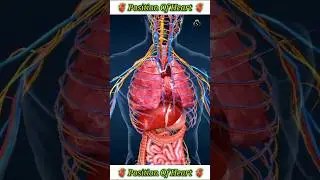 Postion Of heart 🫀#heart #shorts #viral #medical #heartbeat #nursingking