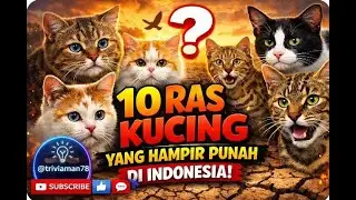🐈🐆10 Ras Kucing yang Hampir Punah di Indonesia, Tahukah Kamu? 🐱 #faktaunik #tahukahkamu #kucing #cat