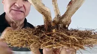 L 6. Lagestroemia índica, 350 con envío.#nebari #plantas #pitarch #bonsai 