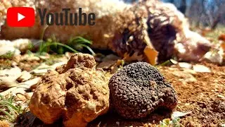 Trüf mantarı avı - Truffle hunt