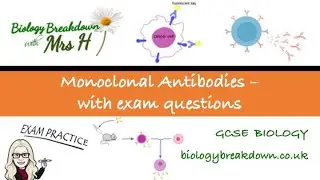 Monoclonal Antibodies with Exam Questions