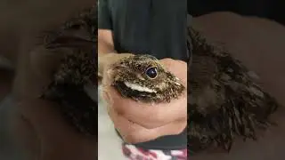 Nightjar Bird caught & released.