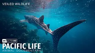Unseen Ocean | The Pacific Ocean, a vast habitat for animals!