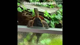 Geoemyda spengleri