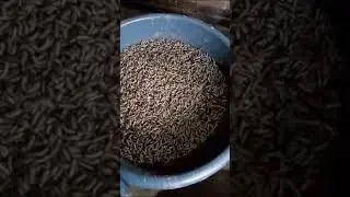 Fly protein farm video of BSFL feeding