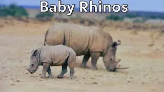 Baby Rhinos | Calves | #12.1 | 'Baby Animals Series' | 'Wilderness & Homestead Creatures'