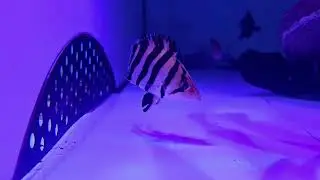 Sumatra Datnioides Tiger Fish