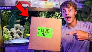 My AFRICAN CICHLIDS for *NEW* AQUARIUM ARRIVED!!