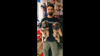 German Shepherd Puppy | Good Quality German Shepherd for Sale 🐾 | Healthy & Active | Rudrapur |