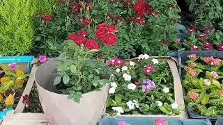 Going to Ajman Nursery/Pak Dubai Food Hina