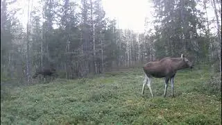 elu Padakõrve metsades