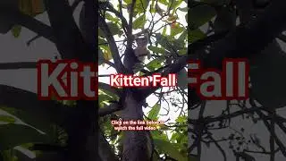 😵&zwj;💫🥴The kitten🐈 went up the tree🌲 and fell down.