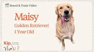 Maisy's Board and Train