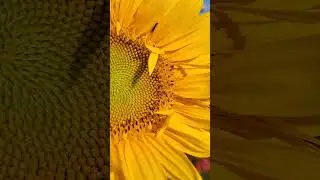 Beautiful Sunflower Closeup #flowers #shorts