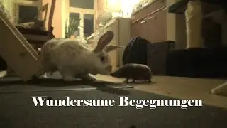 Wundersame Begegnungen - Shorty - AH64DRAGON-TV