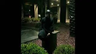 Perro tranquilo y bozal - P.og