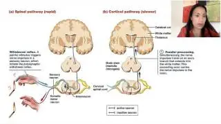 5. Neuronal Integration and Reflex Arcs
