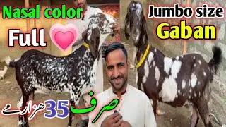 Zaman goat farm visit latest update|25-Nov-2025🔥 mandi se saste 😱❤️ Loot Lo 💗,