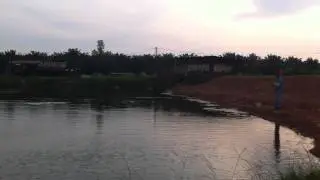 Fly Fishing Bedong siakap strike