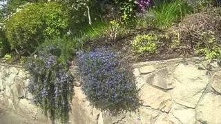 Beautiful Exotic Gardens / Salt Spring Island, Canada
