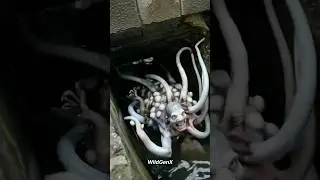 Small Sea Creatures 🐟 to Terrifying Sea Monsters 🐙