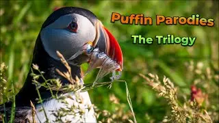 Puffin Parodies: The Hard Life of the World's Most Adorable Bird
