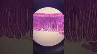 Romantizar a Biomedicina: a verdade por tr&aacute;s dos bastidores!