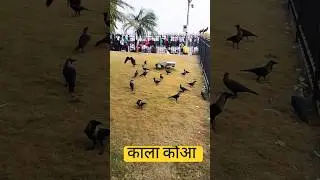 Ye kala kauwa kaat kayega sach bol #shorts #viral #video 🙏🙏🤣