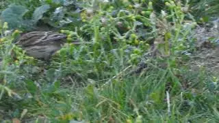 konopka žlutozob&aacute; (Carduelis flavirostris)