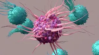How Immune cells kills bacteria, virus and cancer cells? ||3D Immunology Animation