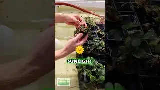 HOW TO GET RID OF ANUBIAS ROT - Part 2