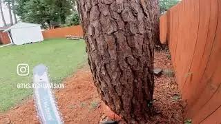 Felling little pine pole #tree ##felling #urban #forestry #conservation 