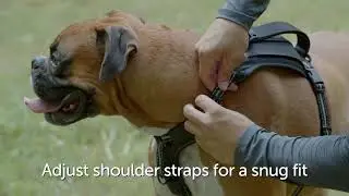 How to Fit and Use the PetSafe&reg; Walk-Along&trade; Outdoor Harness