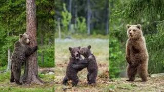 Fascinating Bear Moments | Compilation of Amazing Bear Behavior