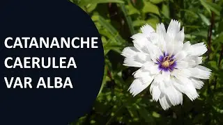 Catananche caerulea var alba