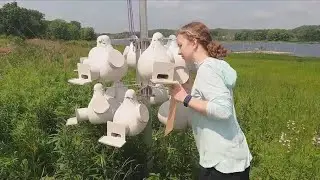 The Heart of the Story: Purple martin landlord