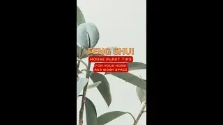 Love house plants? Feng Shui house plant tips for your home and work space!