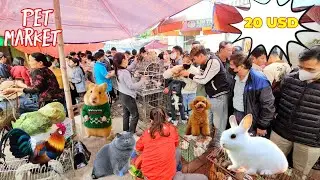 Pet market has pet dogs, cats, chickens, mice and rabbits...