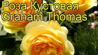 Роза кустовая Graham Thomas. Краткий обзор, описание характеристик, где купить саженцы