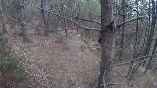 Lov na sakala sa gonicima  28.02.2023#wildanimals #nature #hunting #dogs #jackal
