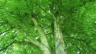 Common lime (Tilia x europaea) - tree - May 2017