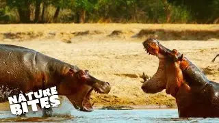 Hippos Fight in a Battle for Dominance | Nature Bites