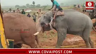 Wild elephant &lsquo;Rolex&rsquo; captured by forest officials with 'Kumki' elephant's assistance
