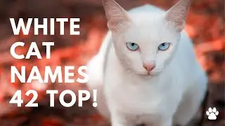 🐱 White Cat Names 42 🔝TOP Ideas | Names