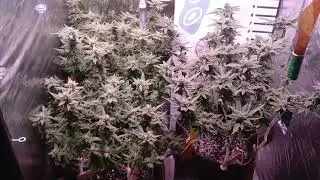Day 44 of flower Icedgrapefruit & Alaskan purple grow #cannabis #indoorgrow #medicalmarijuana