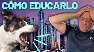 C&oacute;mo EDUCAR PERRO AGRESIVO  que Vive en un APARTAMENTO