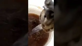 Ayuverdic hair tea rinse infused with different Herbs that are affordable around you#shortvideo