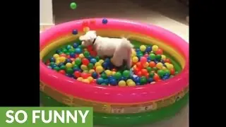 Dog jumps into ball pit in epic slow motion