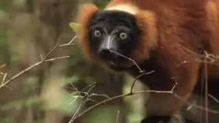 Duke Lemur Center - What we are about.